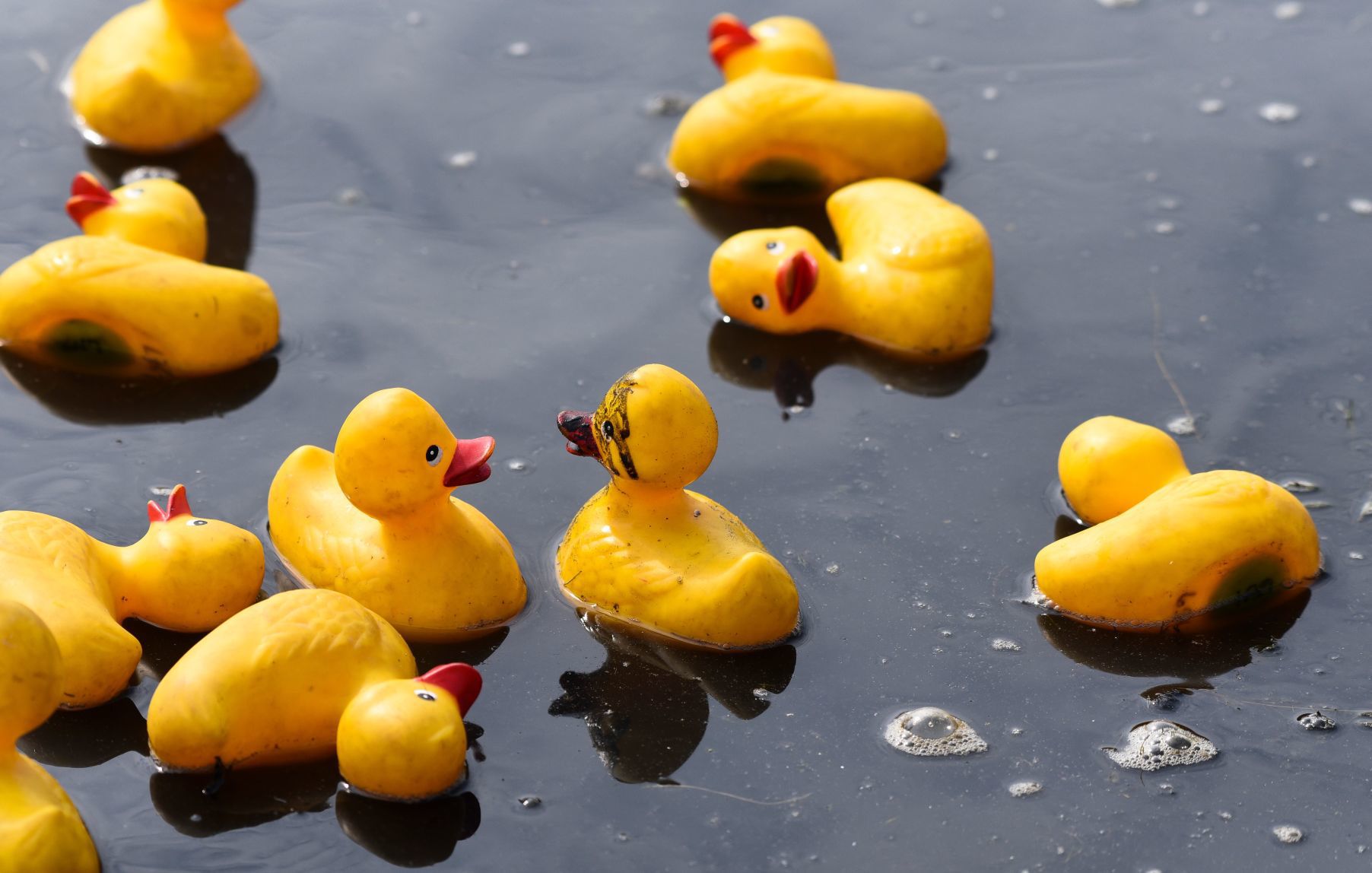 Rubber Duck Regatta